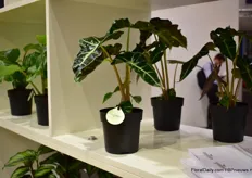 A variety in the Greenhome concept of Easycare.